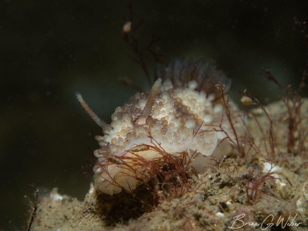 Onchidoris bilamellata crawling through the weeds Onchidoris bilamellata crawling through the weeds