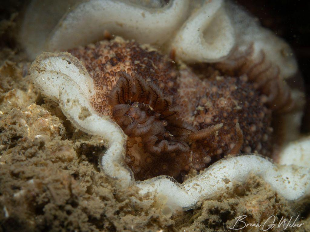 A pair of Onchidoris bilamellata in a spiral of eggs A pair of Onchidoris bilamellata in a spiral of eggs