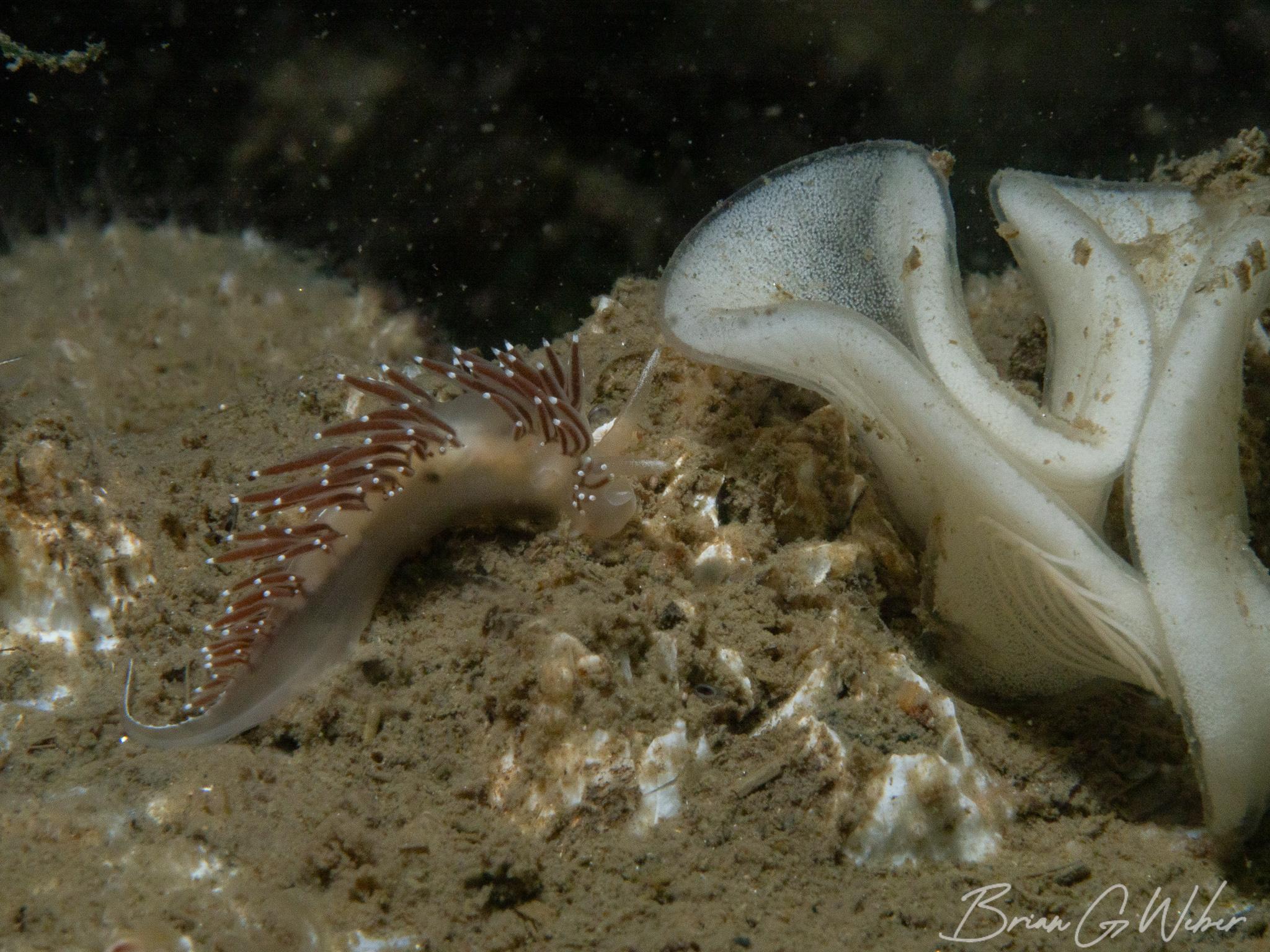 Coryphella verrucosa next to a large ribbon of Onchidoris bilamellata eggs with a skinny spiral of other nudi eggs on it Coryphella verrucosa next to a large ribbon of Onchidoris bilamellata eggs with a skinny spiral of other nudi eggs on it