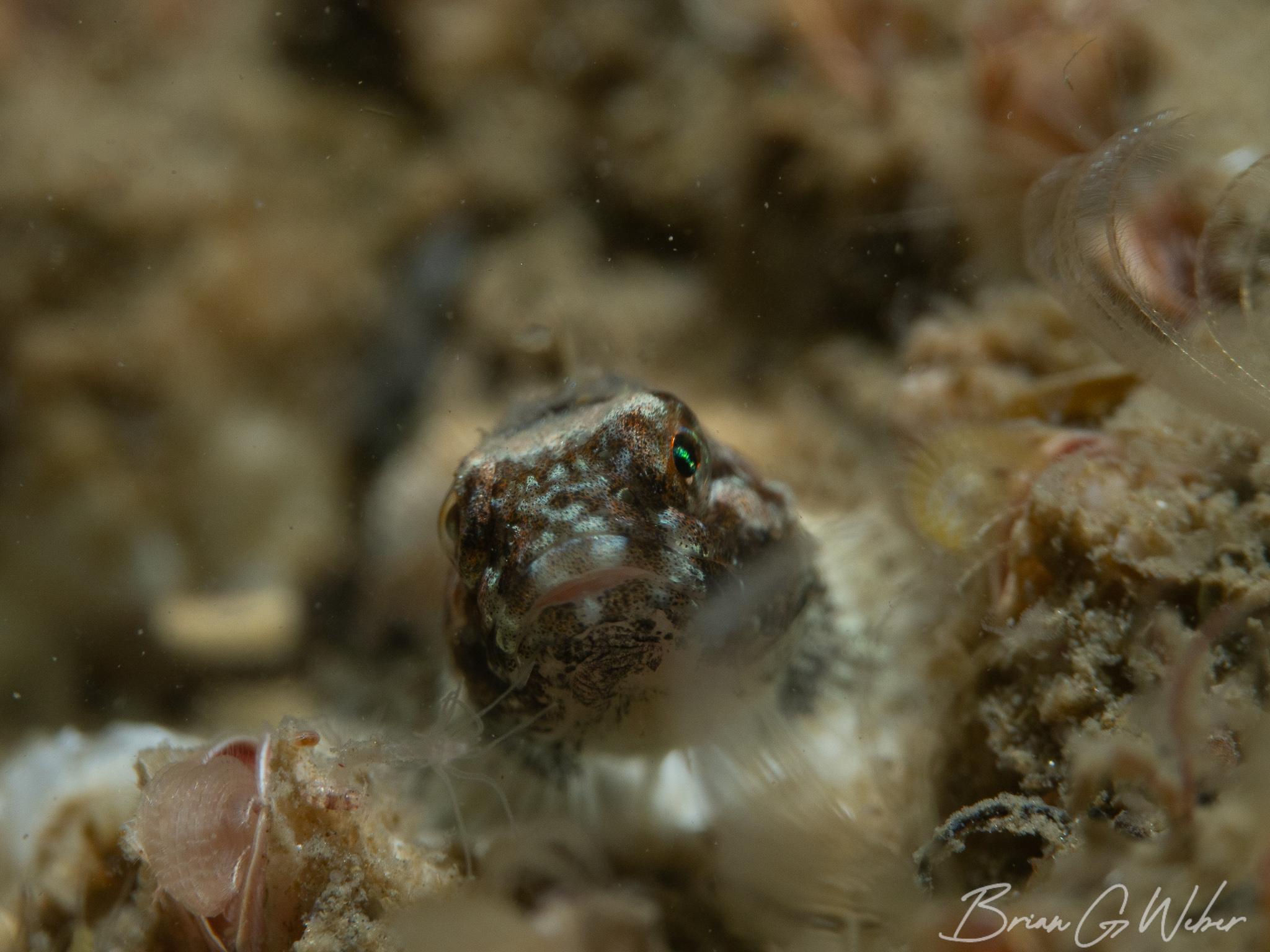 A tiny sculpin among the barnacles A tiny sculpin among the barnacles